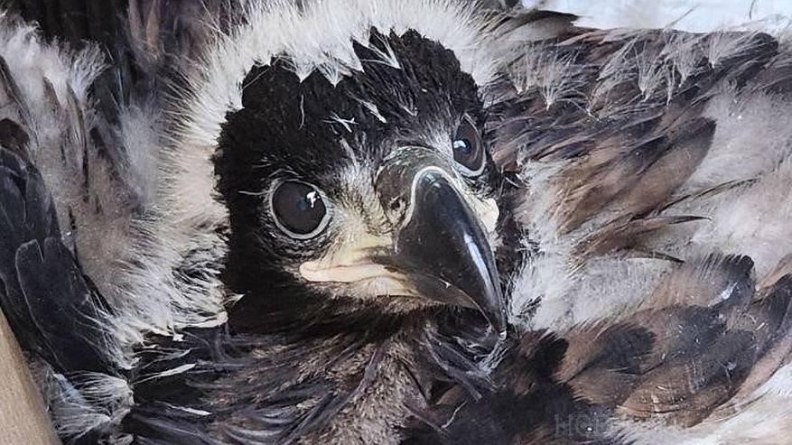 Главная картинка новости: В Коми рыбаки нашли птенца вымирающего вида орлана