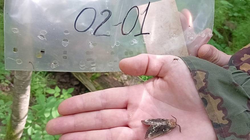 Главная картинка новости: Сибирский шелкопряд, по данным специалистов, не угрожает лесам Коми