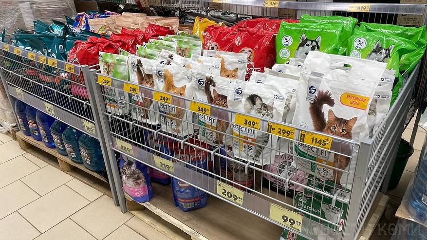 Главная картинка новости: "Не кормите этим кошек": Роскачество назвало худшие марки кошачьих кормов