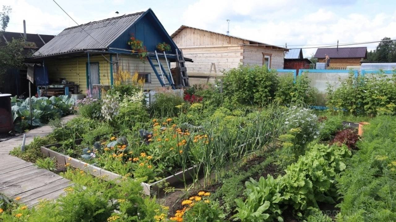 Главная картинка новости: За мяту на даче придется заплатить: Россиянам сказали, каким может быть штраф за запрещенные растения