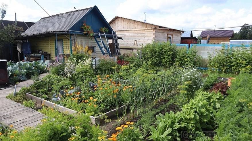 Главная картинка новости: За мяту на даче придется заплатить: Россиянам сказали, каким может быть штраф за запрещенные растения