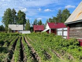 Этот вкусный овощ убивает ваши органы: а мы его уплетаем, ещё и в десерты добавляем