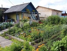 За мяту на даче придется заплатить: Дачникам сказали, каким может быть штраф за запрещенные растения