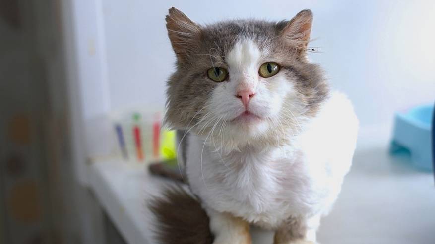 Главная картинка новости: Приют для травмированных и тяжелобольных кошек в Коми пришел в негодность