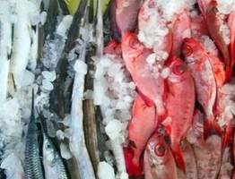 Названа самая полезная рыба - ешьте 2 раза в неделю, богата селеном, фосфором и хороша на вкус