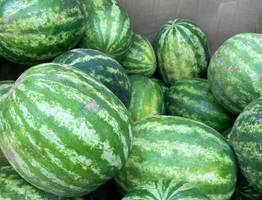 Не по усикам и даже не по попке: самый сладкий арбуз определяют именно этим непопулярным способом