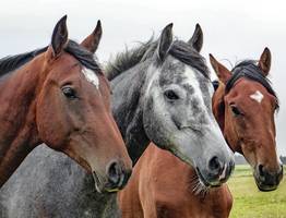 В Коми вскоре пройдет Кубок республики по конному спорту