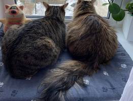 Заберут и не спросят: россиянам запретили держать в квартире домашних питомцев