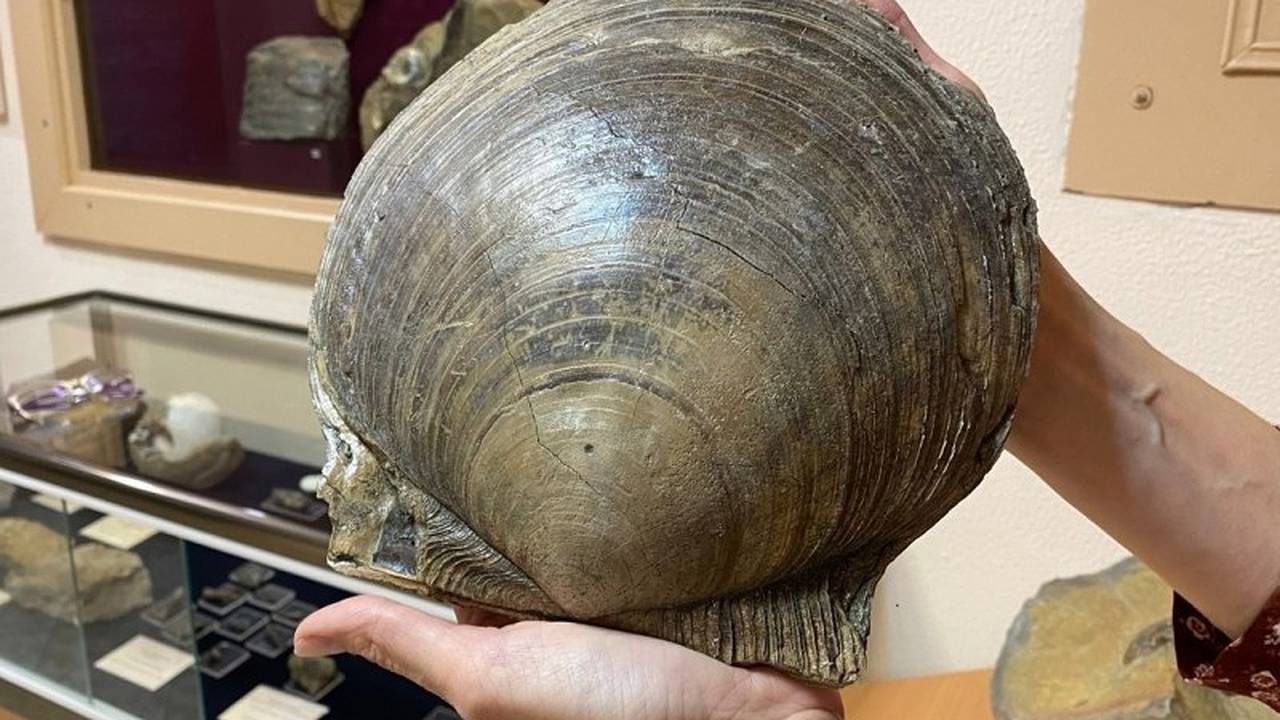 Главная картинка новости: Огромного 2-створчатого моллюска, которому 120 млн лет, нашли в Коми