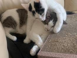 Заберут и даже спрашивать не будут: россиянам запретили держать в квартире домашних питомцев