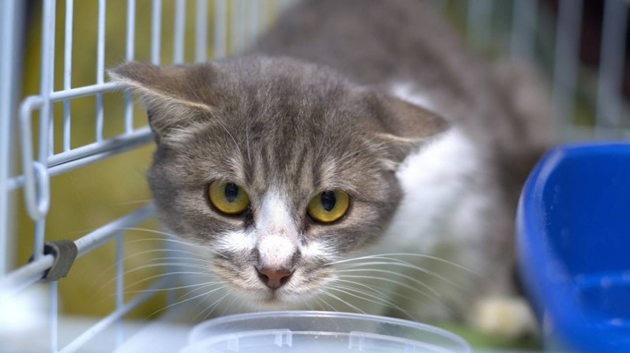 Главная картинка новости: Приют "Кошки за окошком" накопил долг в 98 000 рублей из-за новоприбывших