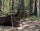 В Коми начался приём заявок на добычу лося