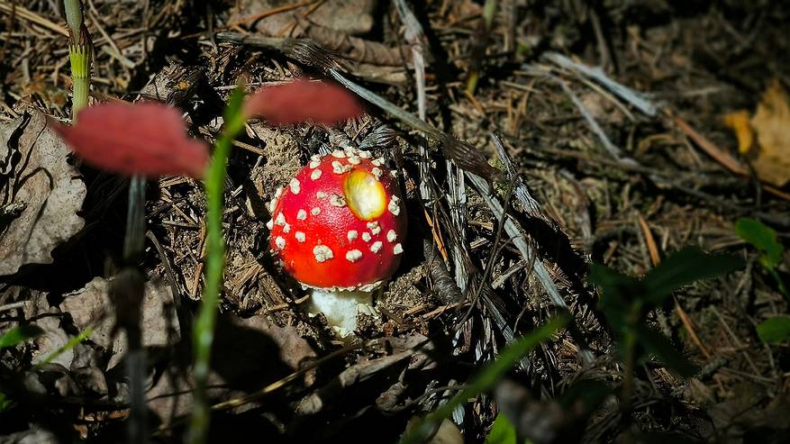 Главная картинка новости: Об этом очень полезном и вкусном грибе знают лишь немногие: опытные грибники набирают только их