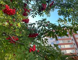 Июль в Коми стал наиболее солнечным месяцем 2024 года