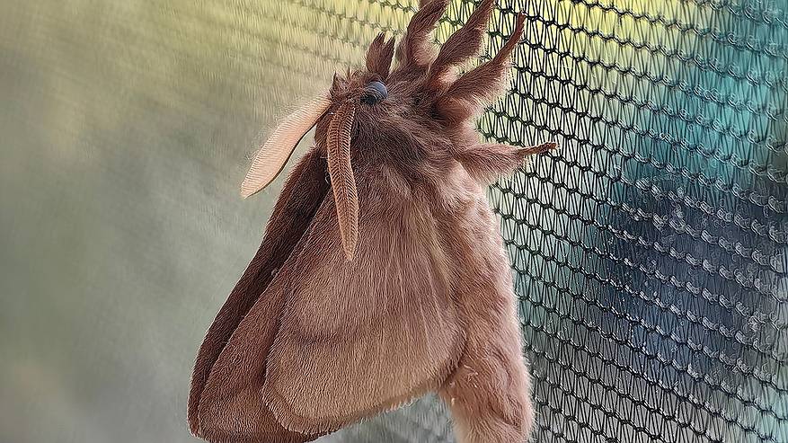 Главная картинка новости: Ученые Коми встретили в одном нацпарке редчайших "шерстяных гусениц"