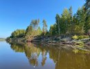 В Коми сделали карантинные фитосанитарные зоны по сибирскому шелкопряду