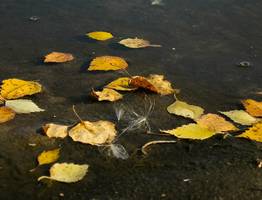 Синоптики рассказали о погоде в Коми на сегодня, 22 сентября