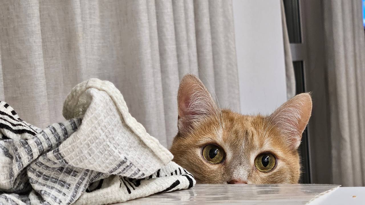 Главная картинка новости: Как раз и навсегда отучить кота рвать обои и мебель. такой способ точно поможет