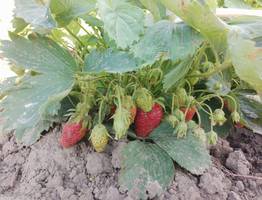 Насыпаю осенью вокруг кустов, хватает на всю зиму: клубника весной растёт как на дрожжах