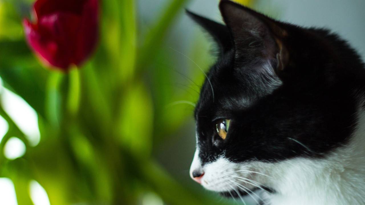 Главная картинка новости: Эти 3 породы кошек преданнее всех немецких овчарок - верность навсегда