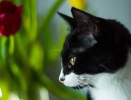 Эти 3 породы кошек преданнее всех немецких овчарок - верность навсегда