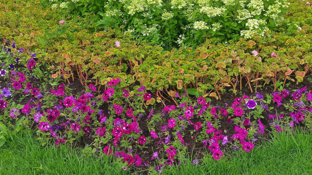 Главная картинка новости: Посадите эти луковичные цветки осенью и клумба будет пестреть всеми цветами после таяние снега