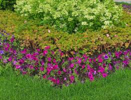 Посадите эти луковичные цветки осенью и клумба будет пестреть всеми цветами после таяние снега