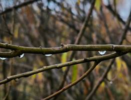 Синоптики рассказали о погоде в Коми на сегодня, 7 октября
