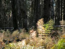 Синоптики рассказали о погоде в Коми на сегодня, 9 октября
