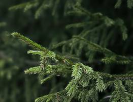 Синоптики рассказали о погоде в Коми на сегодня, 8 октября