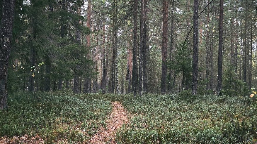 Главная картинка новости: 3 человека потерялись в лесах Коми, 1 был найден спасателями