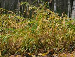 Синоптики рассказали о погоде в Коми на сегодня, 11 октября