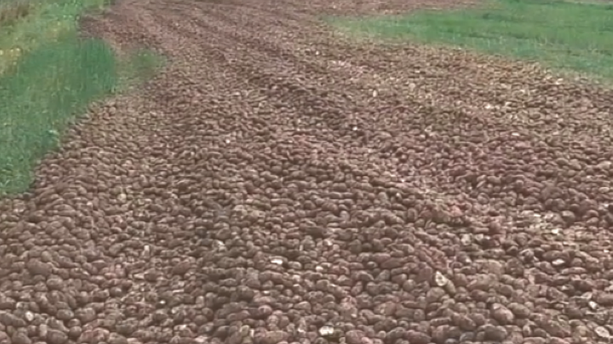 Главная картинка новости: Свалку картофеля на полях в Коми объяснили заботой об урожае