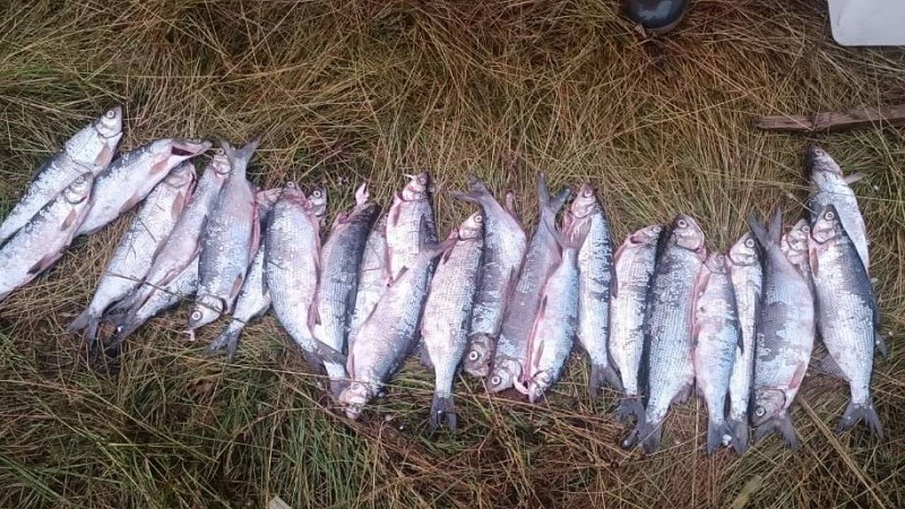 Главная картинка новости: Полицейские Коми обнаружили факт незаконного вылова рыбы