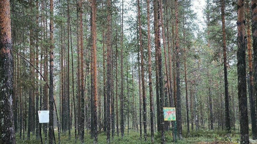 В Коми вторые сутки ищут без вести пропавшего охотника