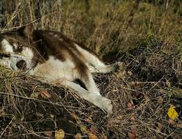 В московском Люблино ввели карантин из-за бешенства