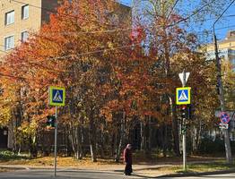 Снега не будет: в центральных регионах России ожидается необычное аномальное потепление