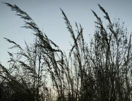 Зимние признаки таят прямо на глазах: главный синоптик назвал аномальные реликты лета в регионах