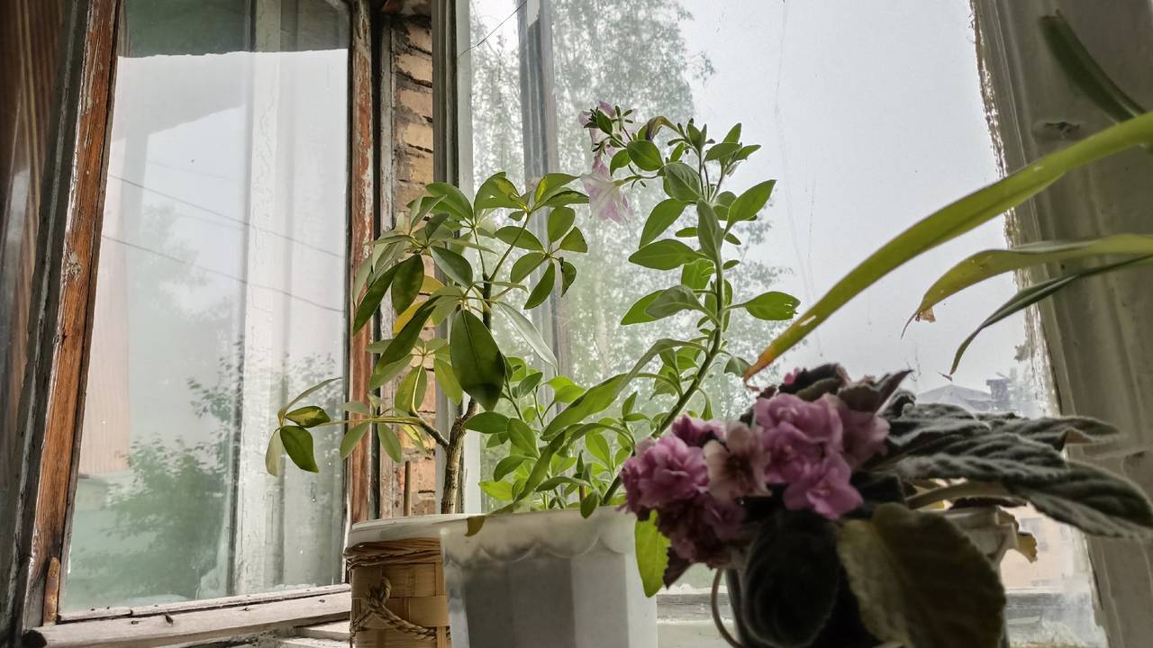 Главная картинка новости: Самый популярный домашний цветок, на удивление всем, приносит в дом несчастье и горе