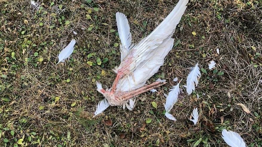 Главная картинка новости: Пара лебедей в Коми не смогла справиться и погибла