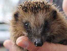 Ежи неожиданно для всех попали в Красную книгу