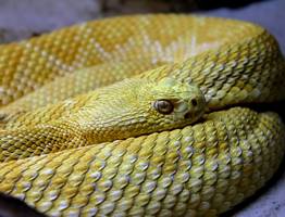 Змея принесёт великое счастье на кончике хвоста: Павел Глоба назвал 3 знака зодиака, которым символ года подарит фантастический 2025