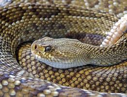 Змея принесёт великое счастье на кончике хвоста: Павел Глоба назвал 3 знака зодиака, которым символ года покажет фантастический 2025