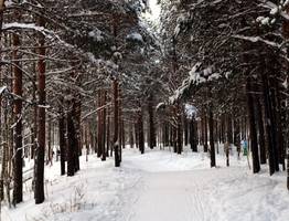 «Декабрь, январь и февраль устроят нам подставу». Синоптики удивили новым прогнозом на зиму