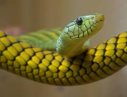 Змея принесёт волшебное счастье на кончике хвоста: Павел Глоба назвал 3 знака зодиака, которым символ года покажет фантастический 2025