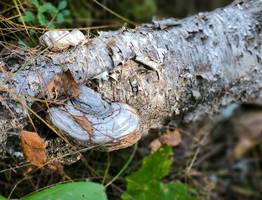 Из Коми экспортировано более 1 миллиона тонн лесопродукции