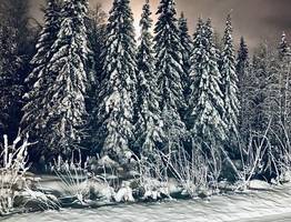 В Коми начнутся лесовосстановительные работы на участке площадью 53 га