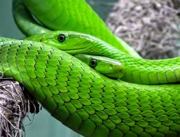 Змея принесёт волшебное счастье на кончике хвоста: Павел Глоба назвал 3 знака зодиака, которым символ года покажет удивительный 2025