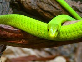 Змея принесёт небывалое счастье на кончике хвоста: Павел Глоба назвал 3 знака зодиака, которым символ года подарит фантастический 2025