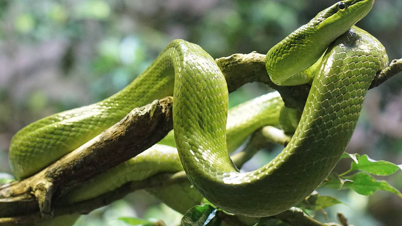 Главная картинка новости: Змея принесёт счастье на кончике хвоста: Павел Глоба назвал 3 знака зодиака, которым символ года преподнесет фантастический 2025